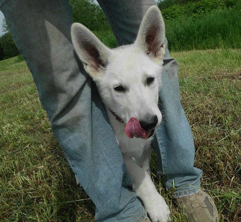 Weisse Schferhunde von den Grenzgngern