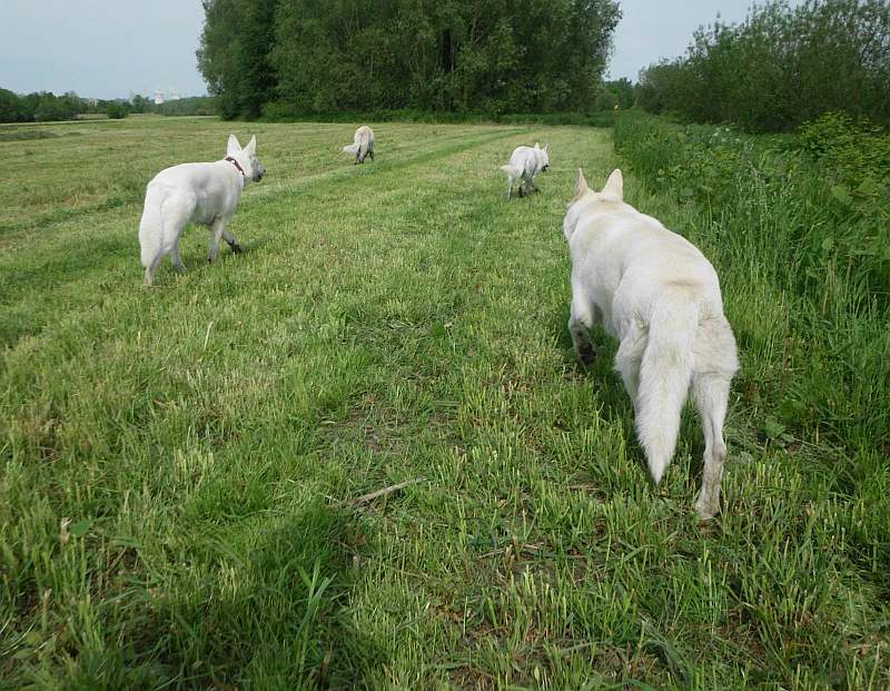 vier Weisse in der Aue