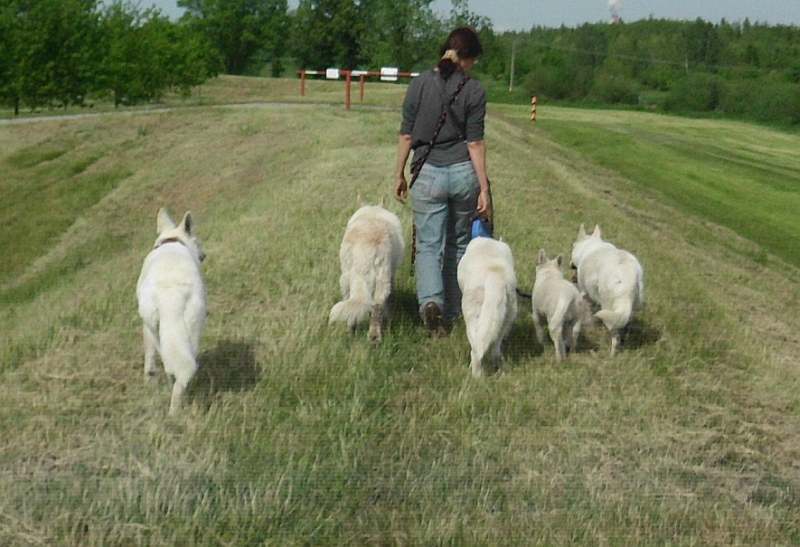 Weisse Schferhunde von den Grenzgngern