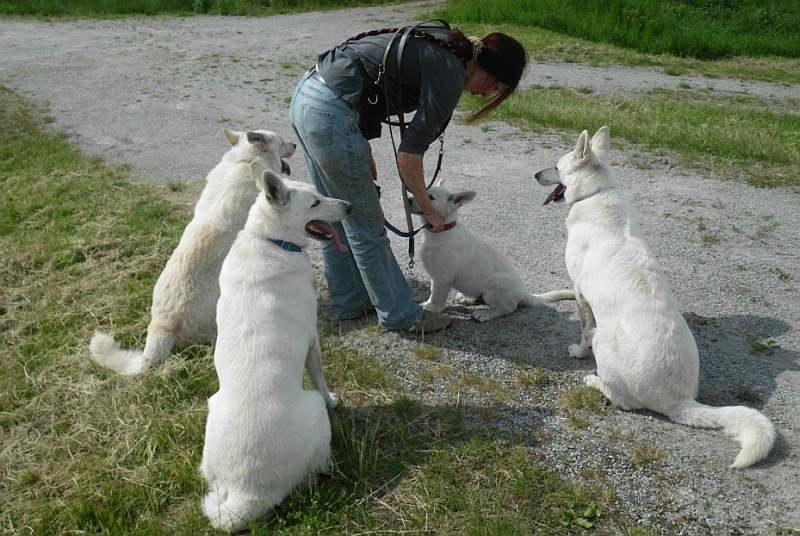 Weisse Schferhunde von den Grenzgngern