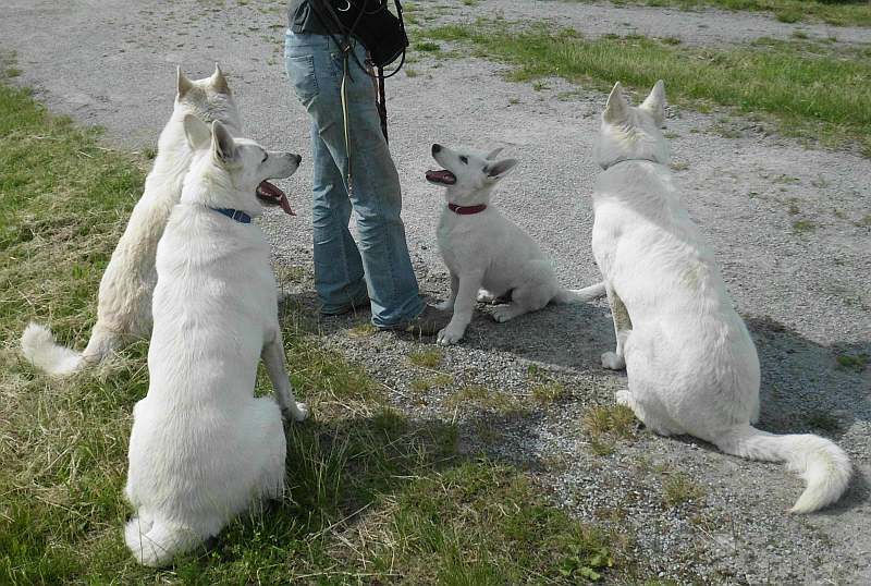 Weisse Schferhunde von den Grenzgngern