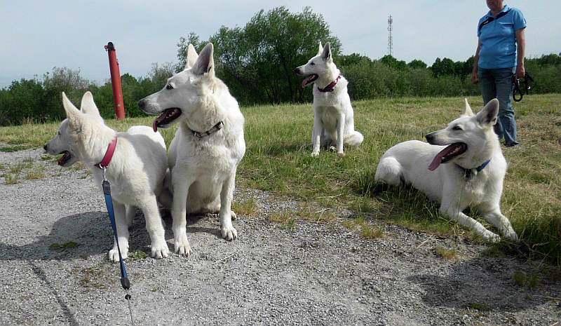 Weisse Schferhunde von den Grenzgngern