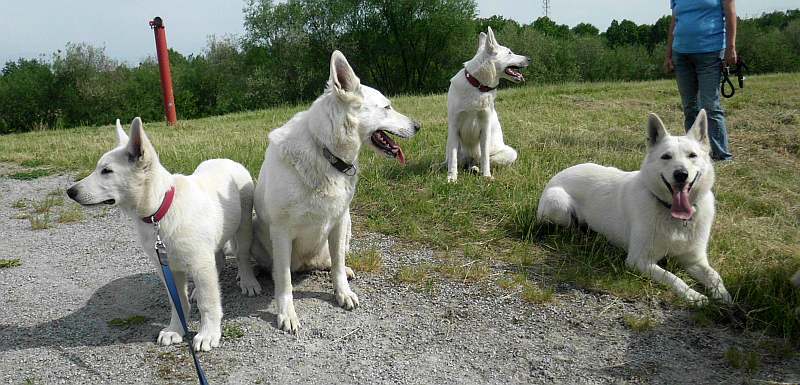 Weisse Schferhunde von den Grenzgngern
