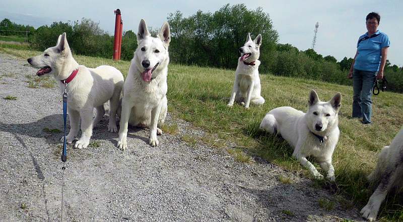 Weisse Schferhunde von den Grenzgngern