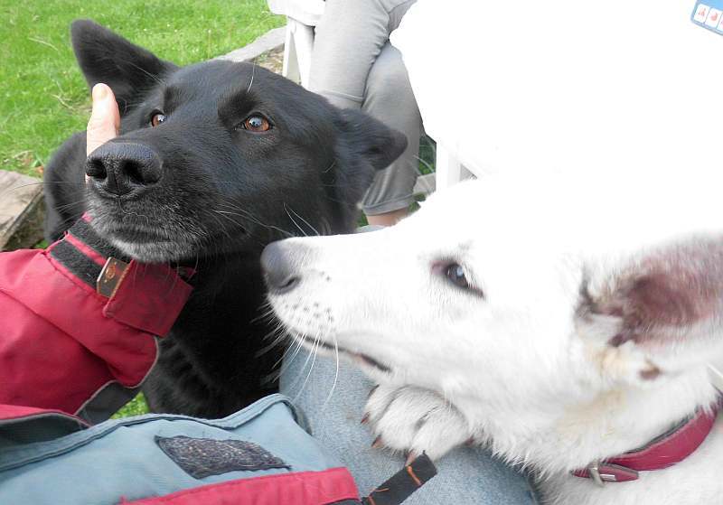 Weisse Schferhunde von den Grenzgngern