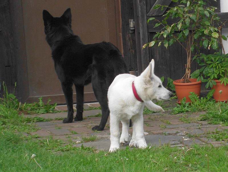 Weisse Schferhunde von den Grenzgngern