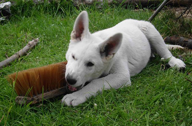 Weisse Schferhunde von den Grenzgngern