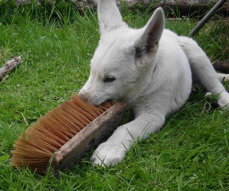 Weisse Schferhunde von den Grenzgngern