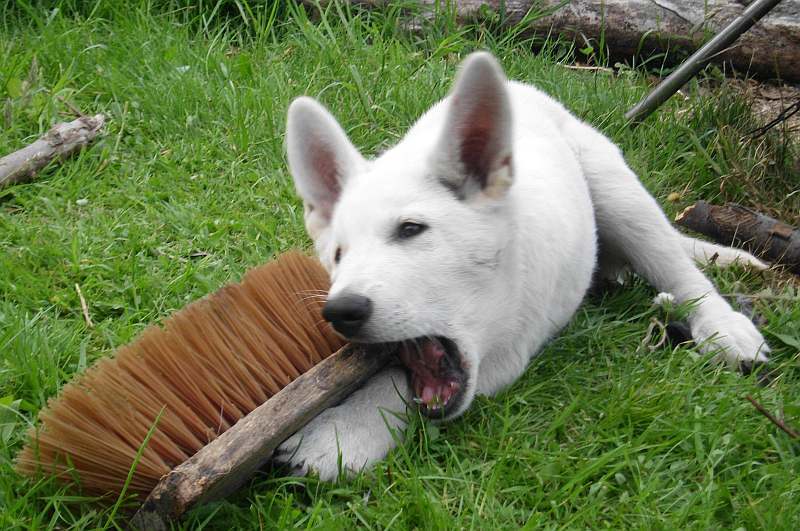 Weisse Schferhunde von den Grenzgngern