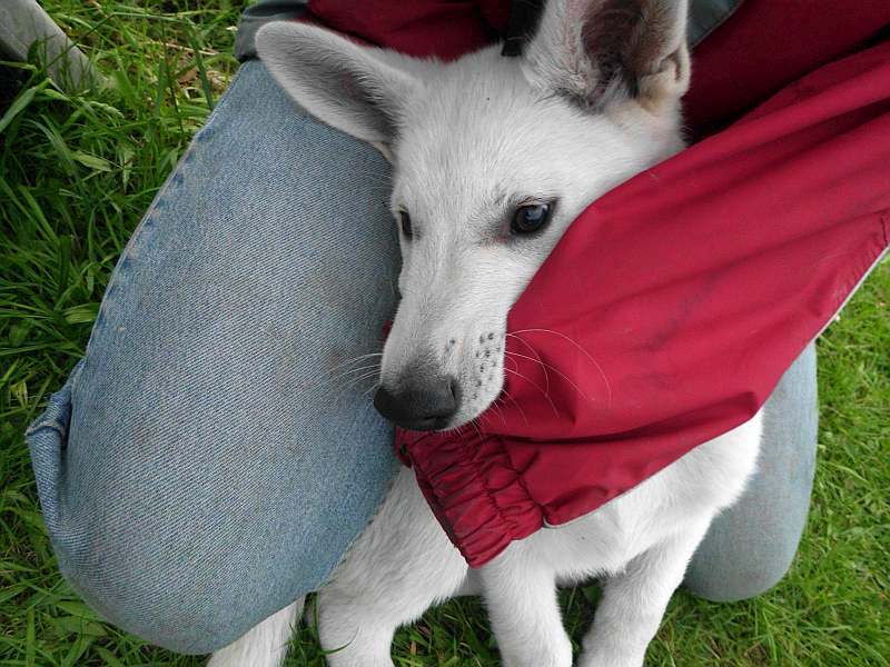 Weisse Schferhunde von den Grenzgngern