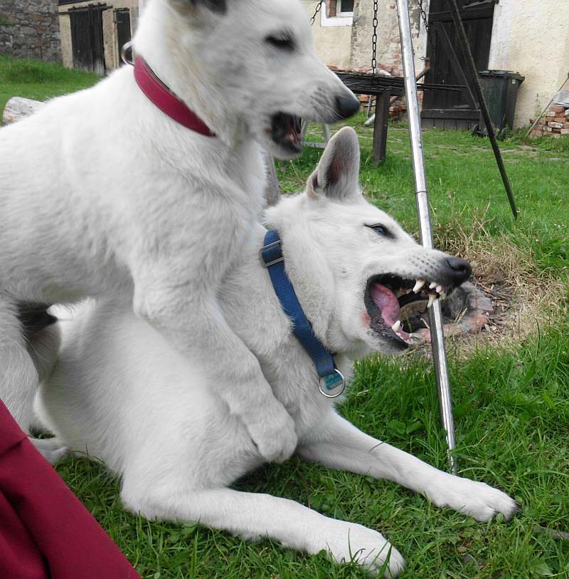 Weisse Schferhunde von den Grenzgngern