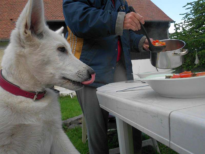 Weisse Schferhunde von den Grenzgngern