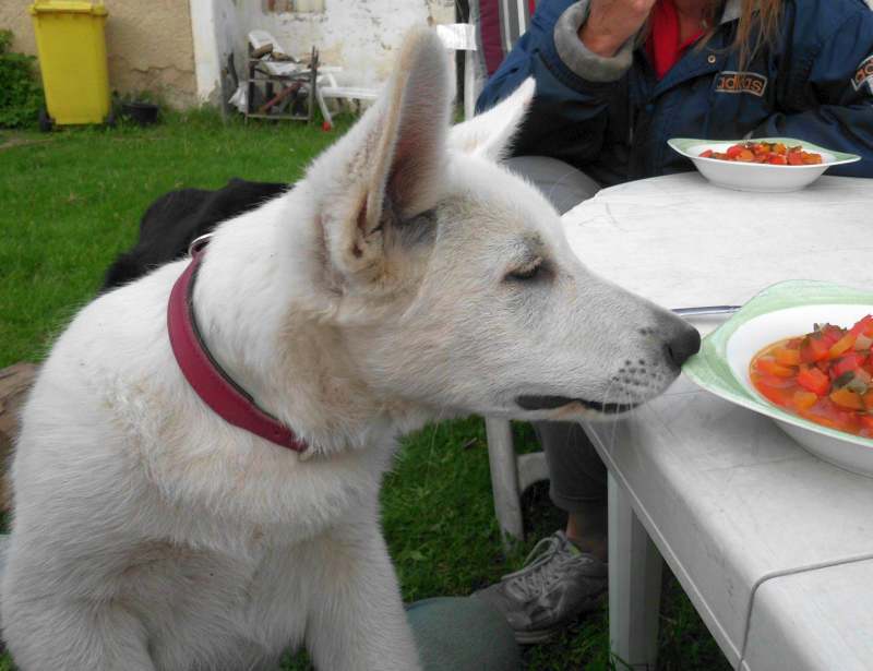 Weisse Schferhunde von den Grenzgngern