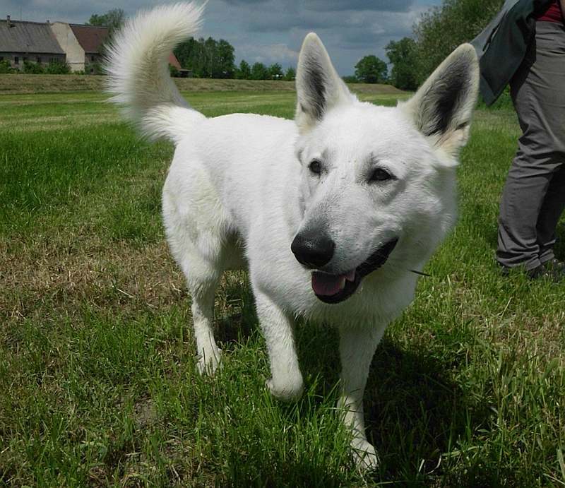 Weisse Schferhunde von den Grenzgngern