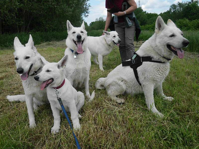 Weisse Schferhunde von den Grenzgngern