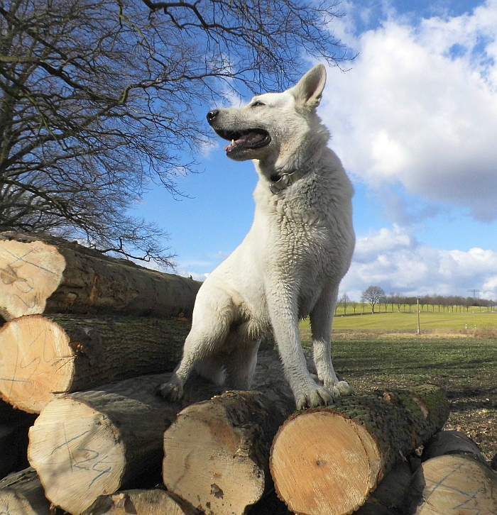 Kenny of Country Roads, Sohn von Willow Wood Chester Chase