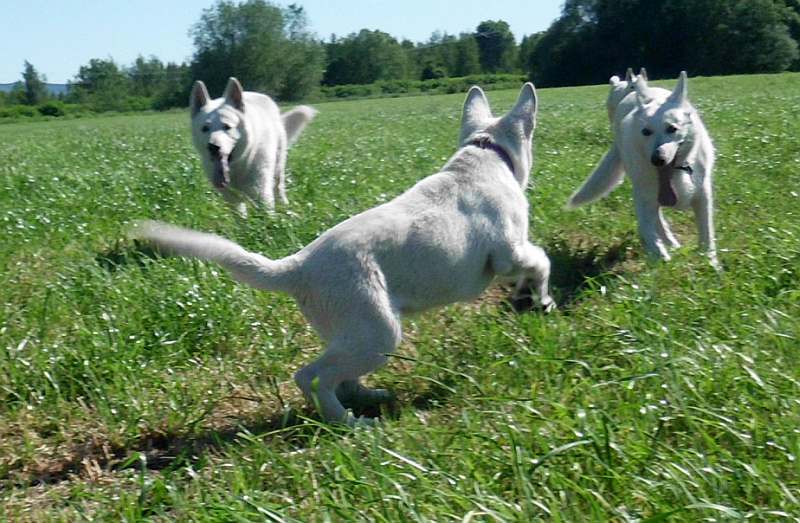 Weisser Schferhund von den Grenzgngern