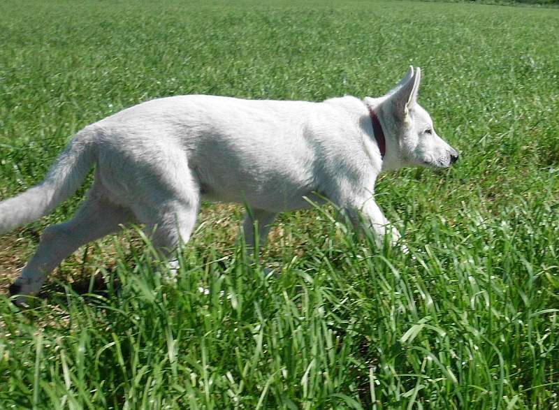 Weisser Schferhund von den Grenzgngern