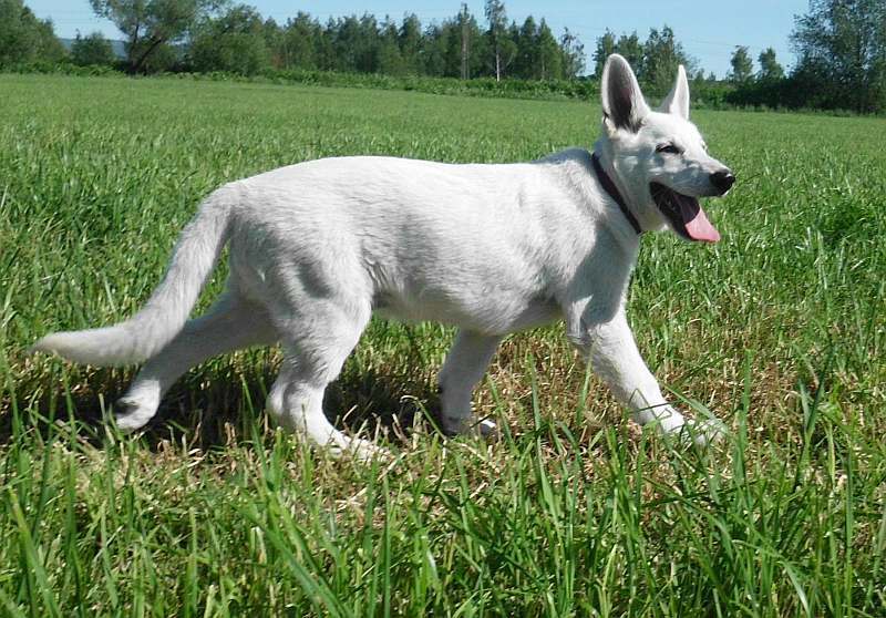 Weisser Schferhund von den Grenzgngern