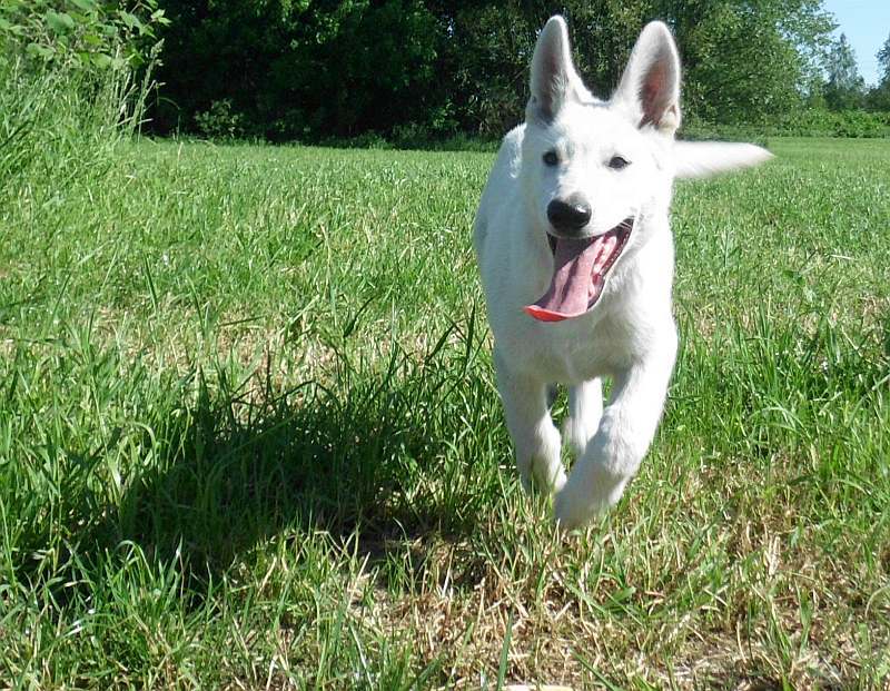 Weisser Schferhund von den Grenzgngern