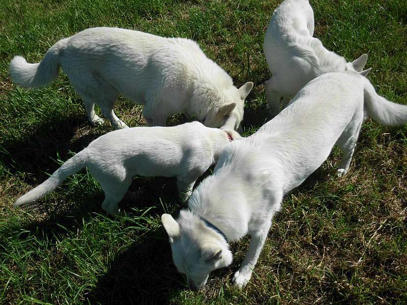 Weisser Schferhund von den Grenzgngern