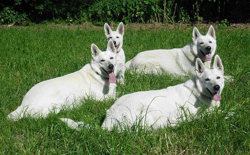 Weisser Schferhund von den Grenzgngern