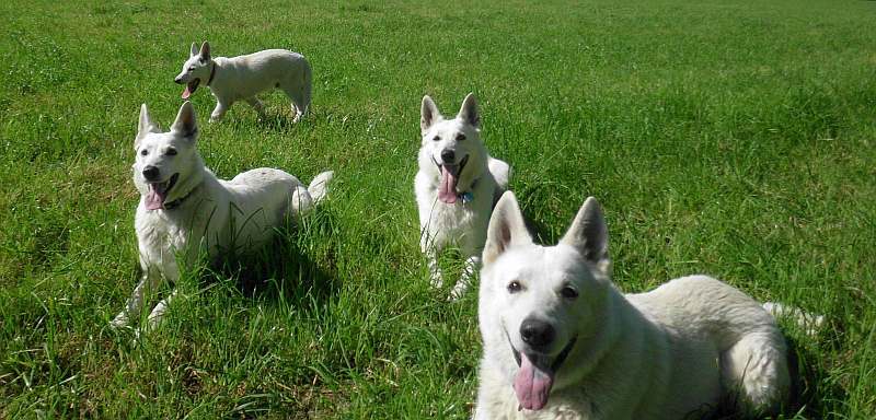 Weisser Schferhund von den Grenzgngern