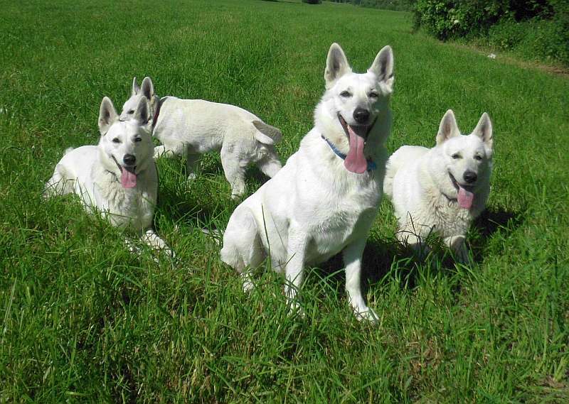 Weisser Schferhund von den Grenzgngern