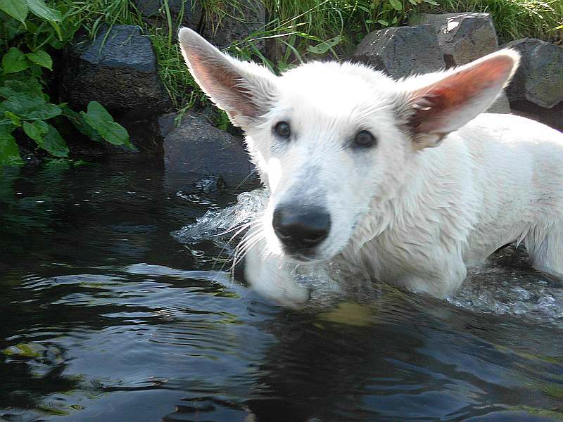 weisser Schferhund von den Grenzgngern