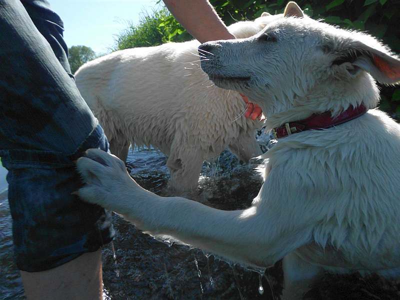 weisser Schferhund von den Grenzgngern