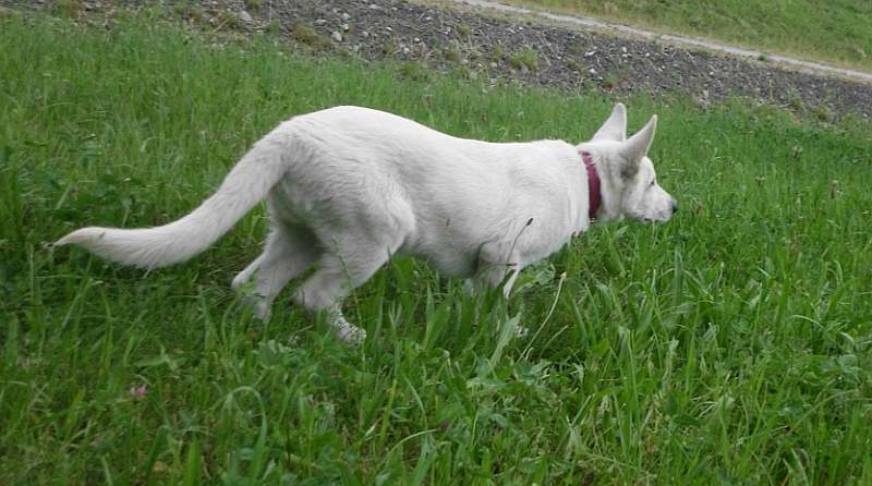 weisser Schferhundwelpe von den Grenzgngern