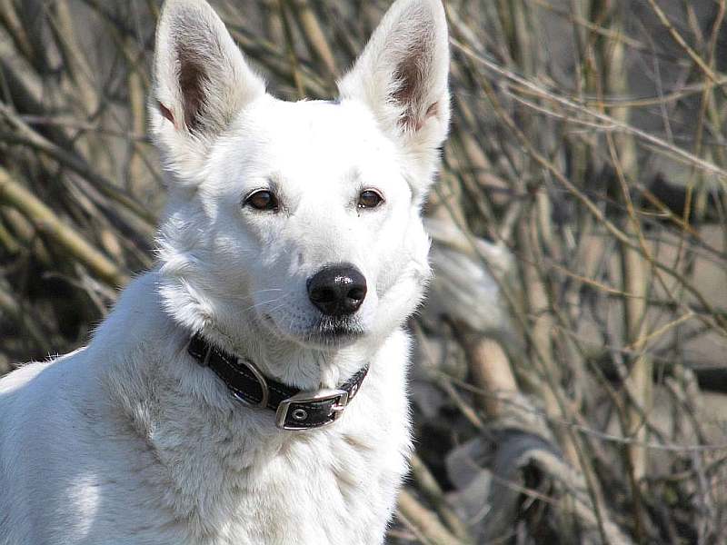 Charis von den Grenzgngern, weisser Schweizer Schferhund