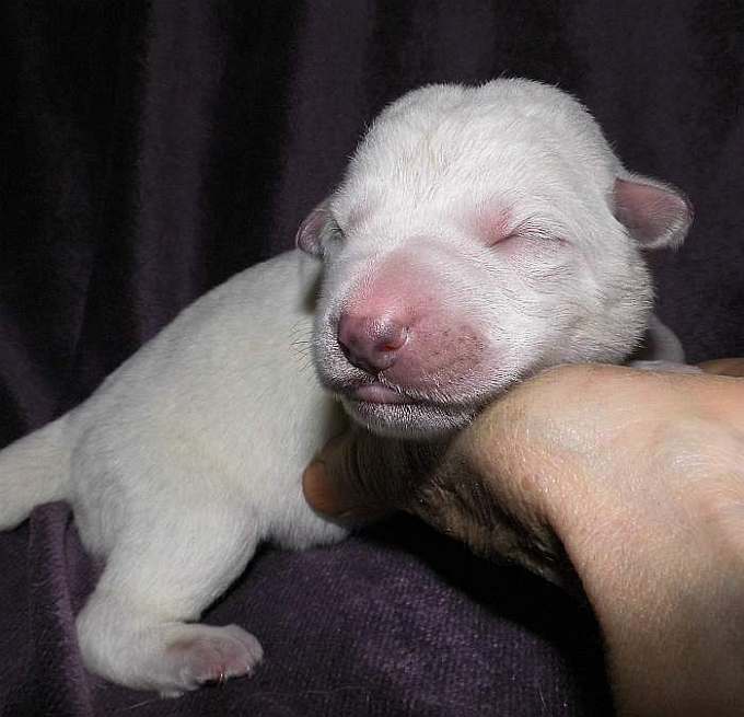 Welpen, Weisser Schweizer Schferhund, Grenzgnger