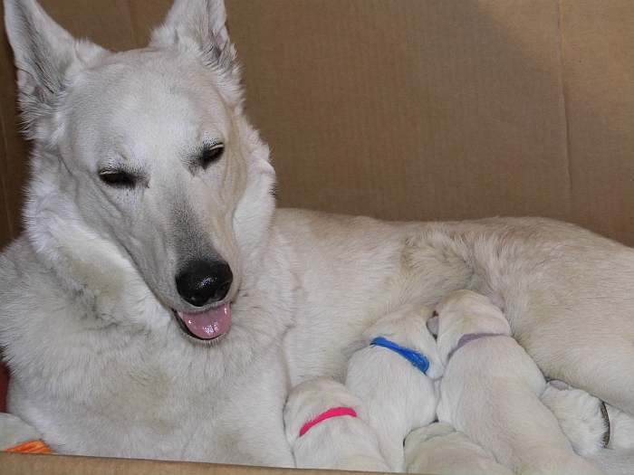 Welpen Weisser Schweizer Schferhund - Grenzgnger