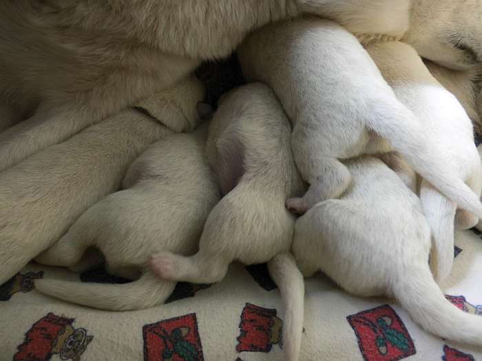 Welpen Weisse Schweizer Schferhunde - von den Grenzgngern