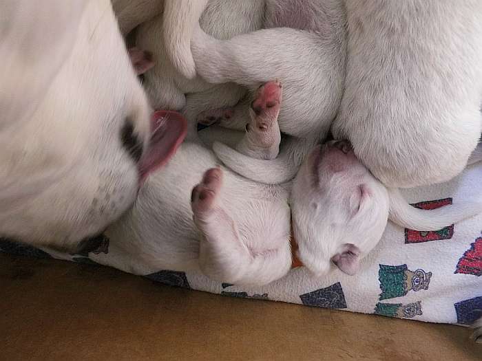 Welpen Weisse Schweizer Schferhunde - von den Grenzgngern