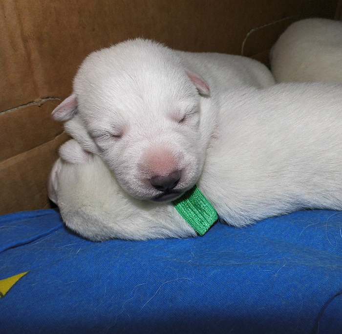 Welpen Weisser Schweizer Schferhund - Grenzgnger