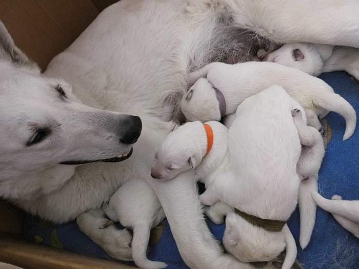 Welpen Weisse Schweizer Schferhunde - von den Grenzgngern