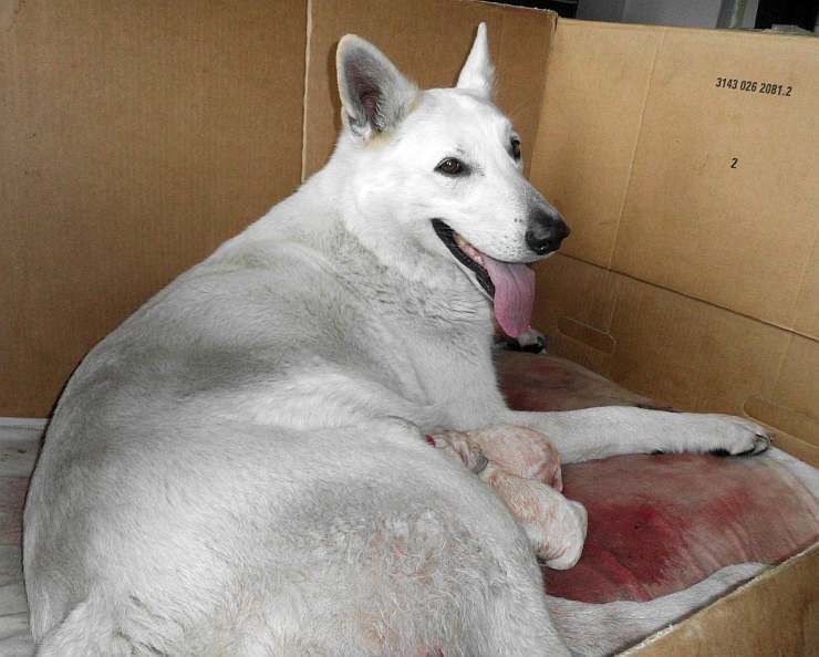 Cosima, weisser Schferhund bekommt Welpen