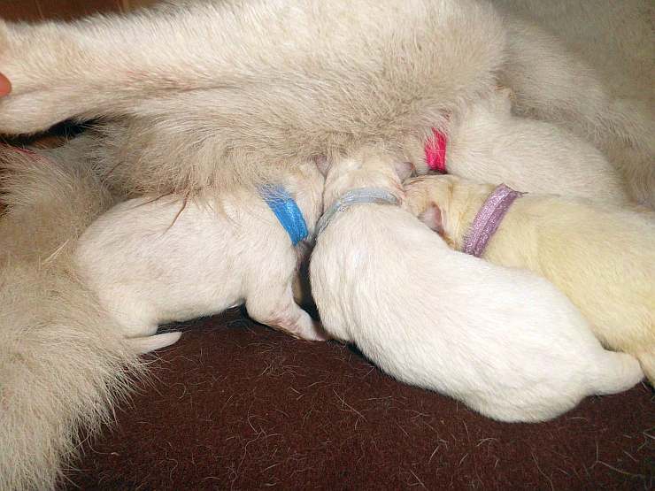 Cosima, weisser Schferhund bekommt Welpen