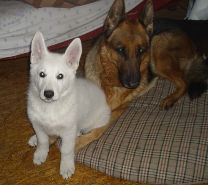 Weisser Schferhundwelpe von den Grenzgngern