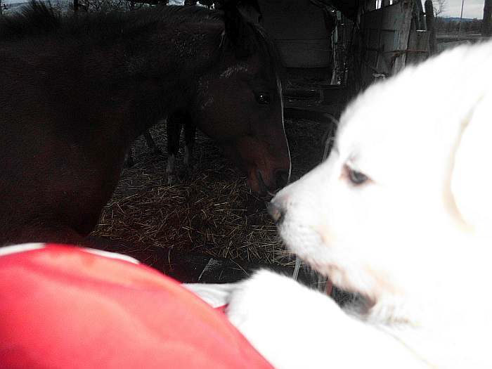 weisse Schferhundwelpen