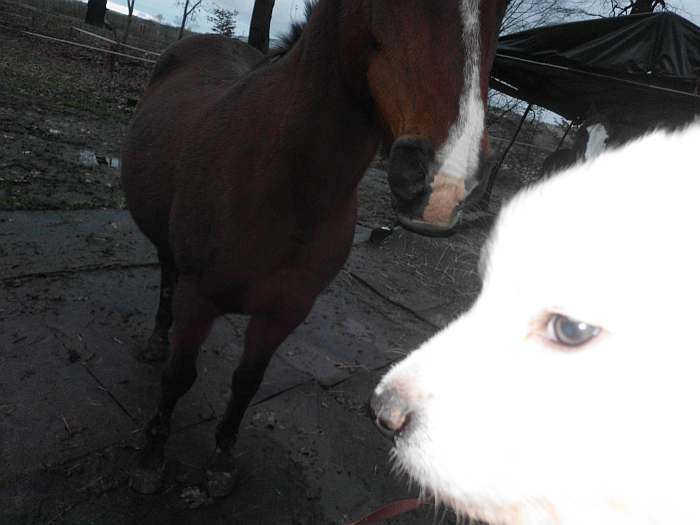 Weisser Schferhundwelpe von den Grenzgngern