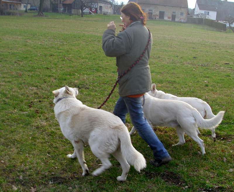Leo - Weisser Schferhund von den Grenzgngern