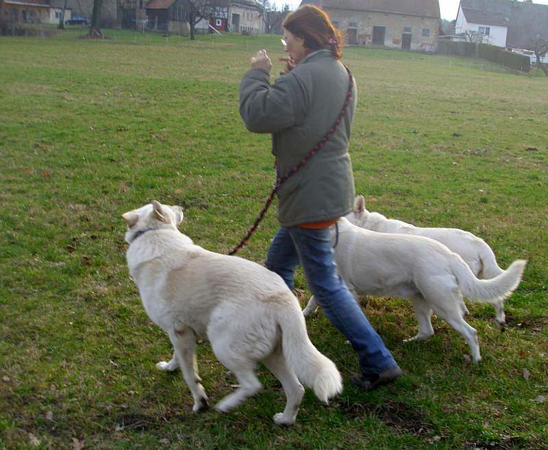 Leo - Weisser Schferhund von den Grenzgngern