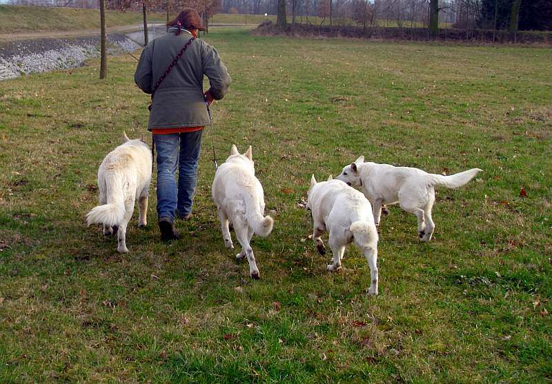 Leo - Weisser Schferhund von den Grenzgngern