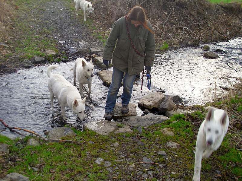 Leo - Weisser Schferhund von den Grenzgngern