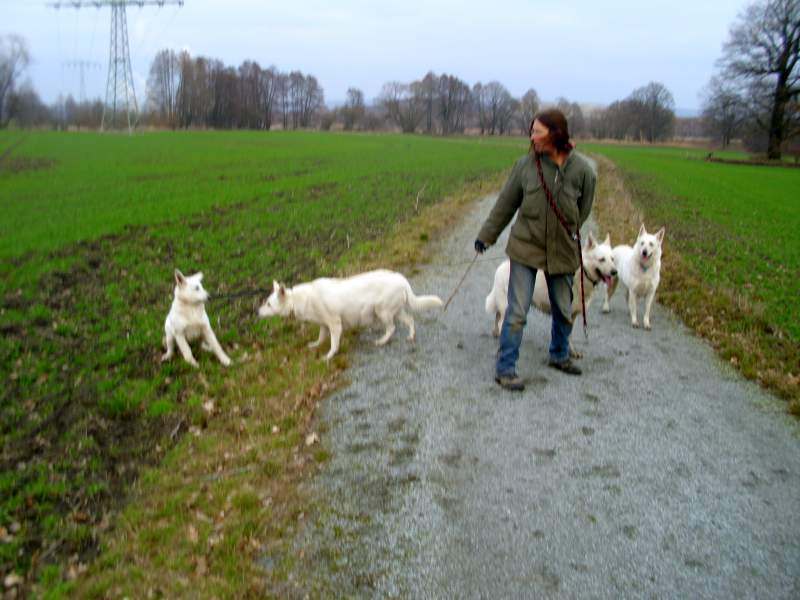 Leo - Weisser Schferhund von den Grenzgngern