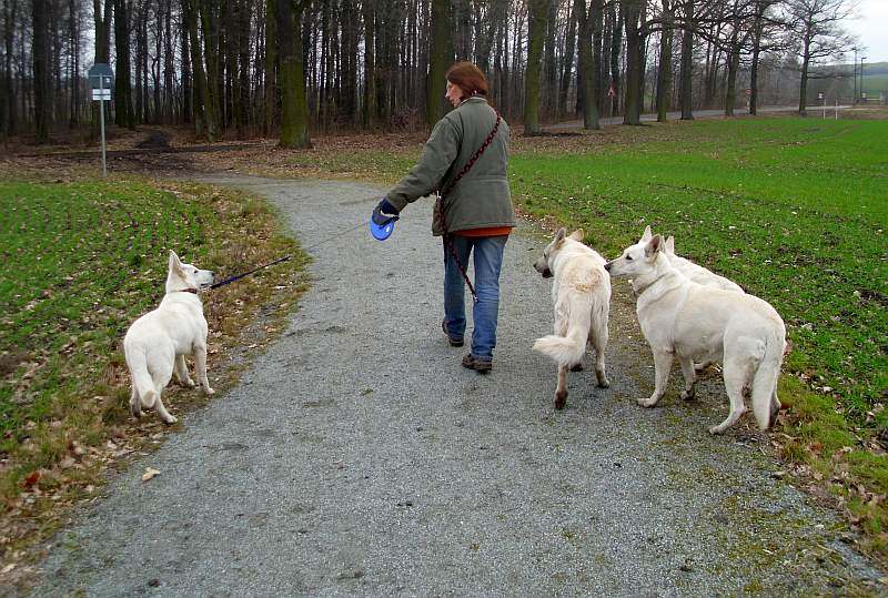 Leo - Weisser Schferhund von den Grenzgngern