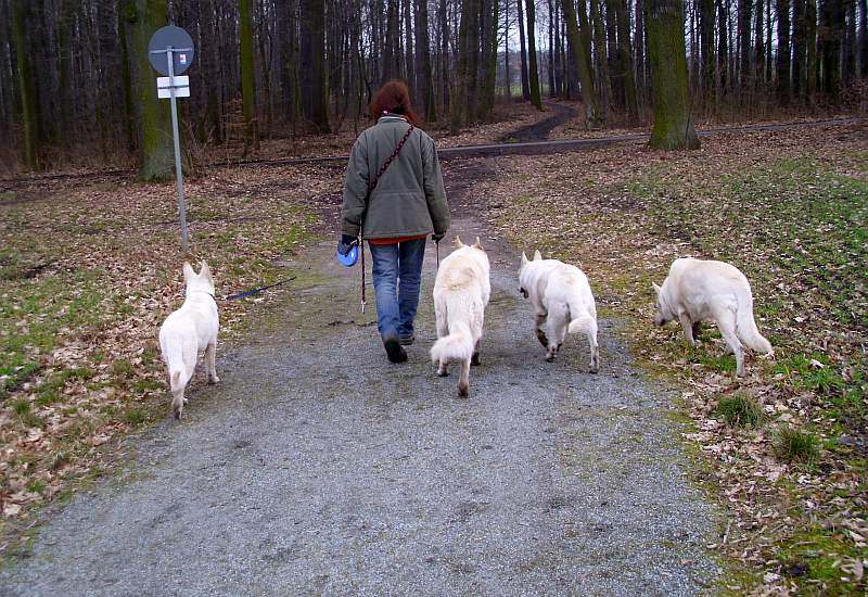 Leo - Weisser Schferhund von den Grenzgngern